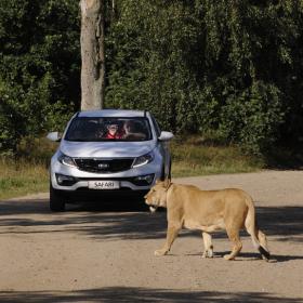 Safari at Givskud Zoo