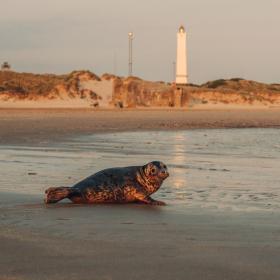 Seal in front of Blåvandshuk Lighthouse