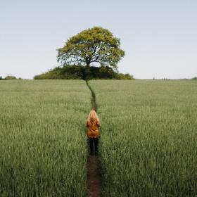 man looking at a tree, Fjordland