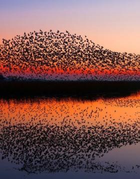 Naturspektakel Schwarze Sonne im Nationalpark Wattenmeer an der Süddänischen Nordsee