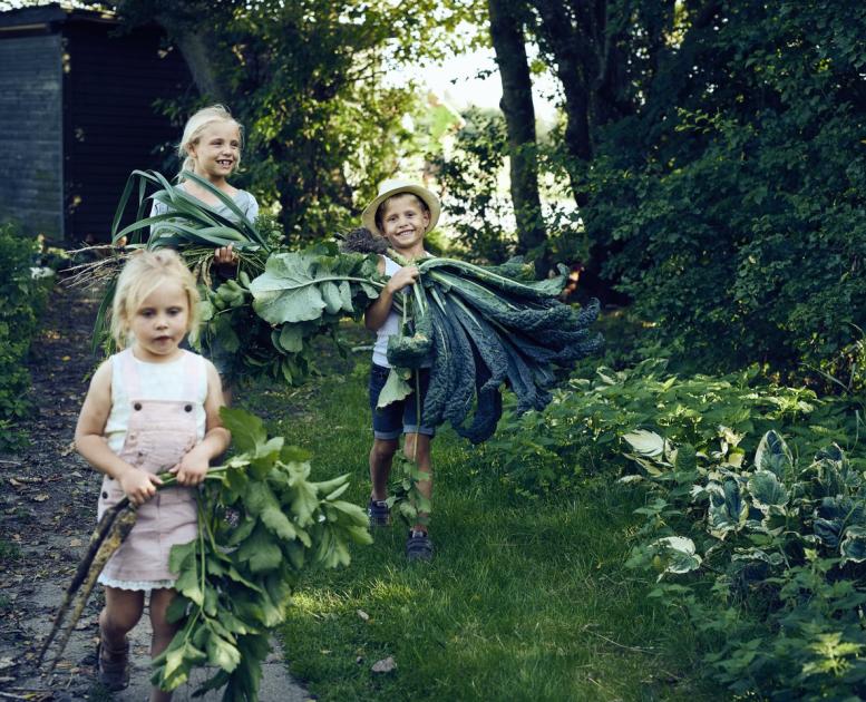 Children harvesting greens in North Jutland, Denmark