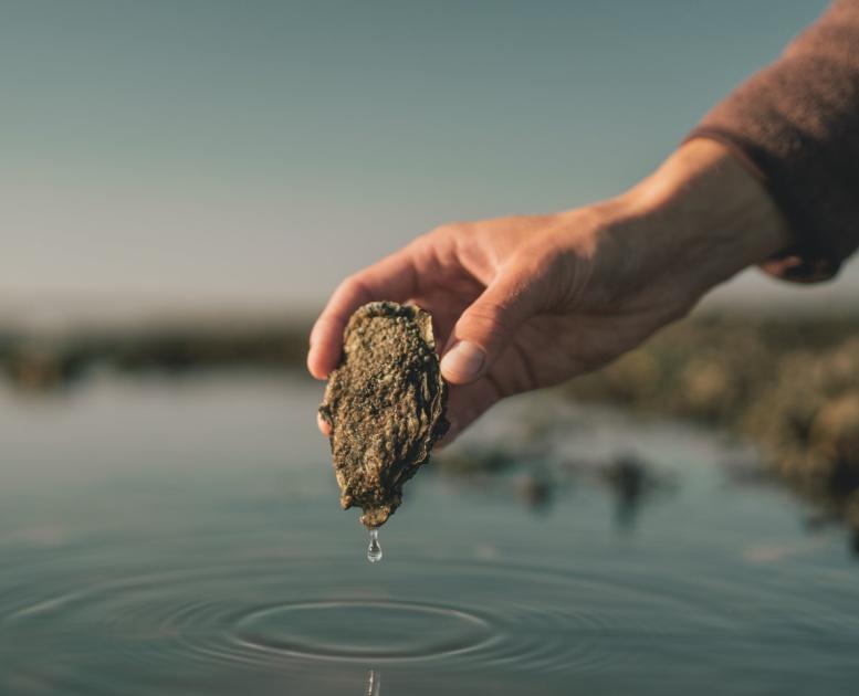 Picking up oyster on oyster safari with Signe, Nature guide at Vadehavscentret, Wadden Sea