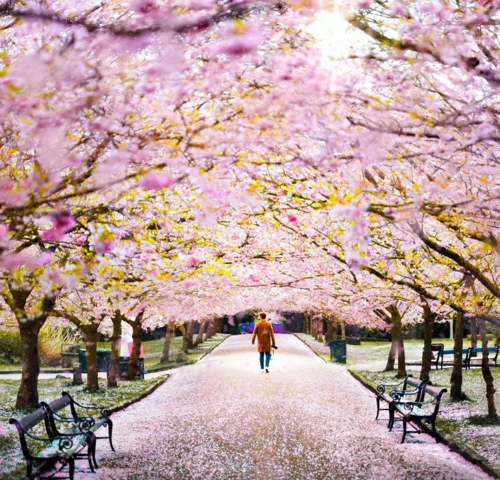 Kirschblüten,  Bispebjerg Friedhof, Kopenhagen