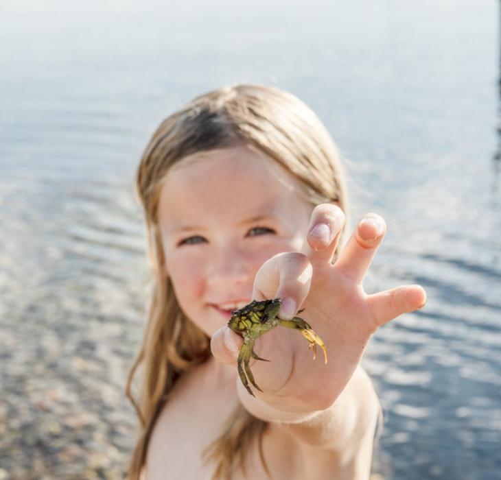 Child holding a crab in Mors, Limfjorden, Jutland
